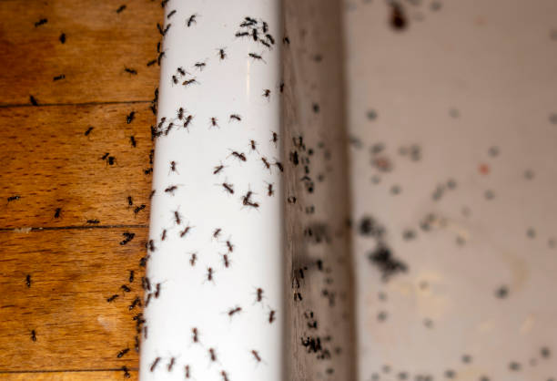 Best Pest Control Near Me in Groveland, ID
