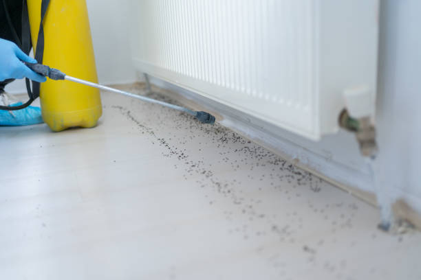 Best Pest Prevention Services  in Groveland, ID